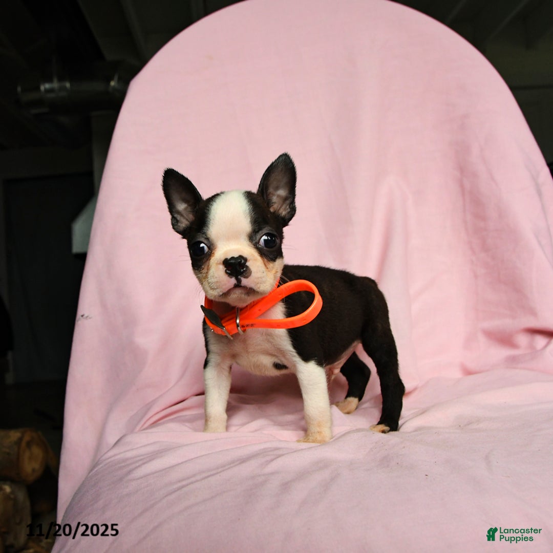 Boston Terrier dogs for sale: Tag - Ad 2