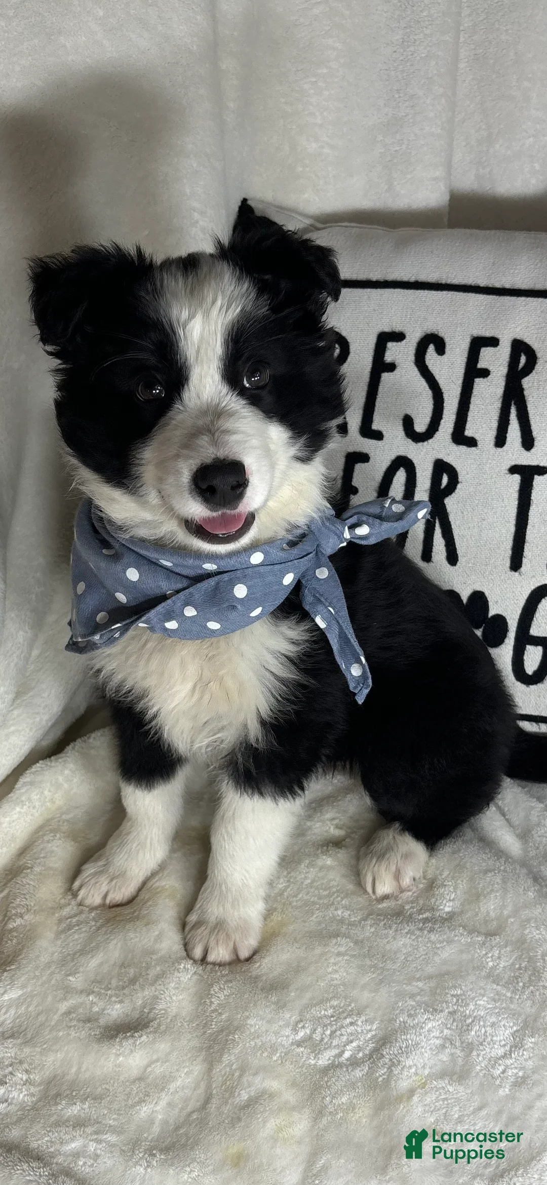 Border Collie dogs for sale: Bandit - Ad 2