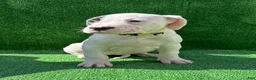 Dogo Argentino dogs for sale: Yellow  - Ad 3