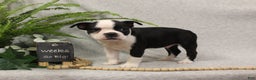 Boston Terrier dogs for sale: Forrest - Ad 9