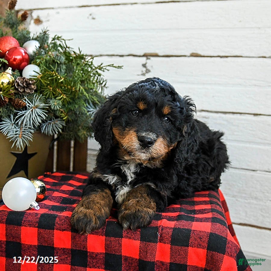 Mini Bernedoodle dogs Biscuit - Ad 20