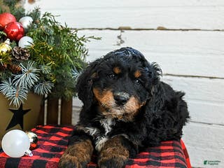 Mini Bernedoodle dogs Biscuit - Ad 41