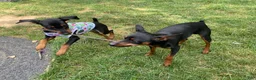 Miniature Pinscher dogs for sale: Miniature Pinscher 2 ( clementine ) - Ad 3