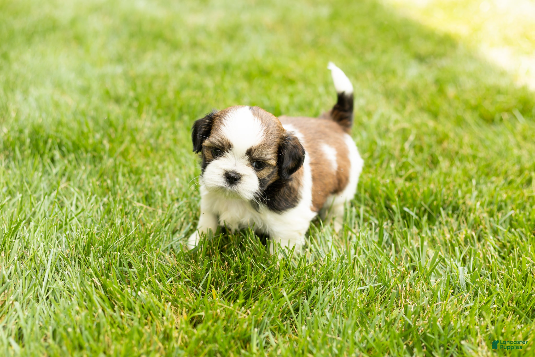Shih Tzu dogs Gunner - Ad 13
