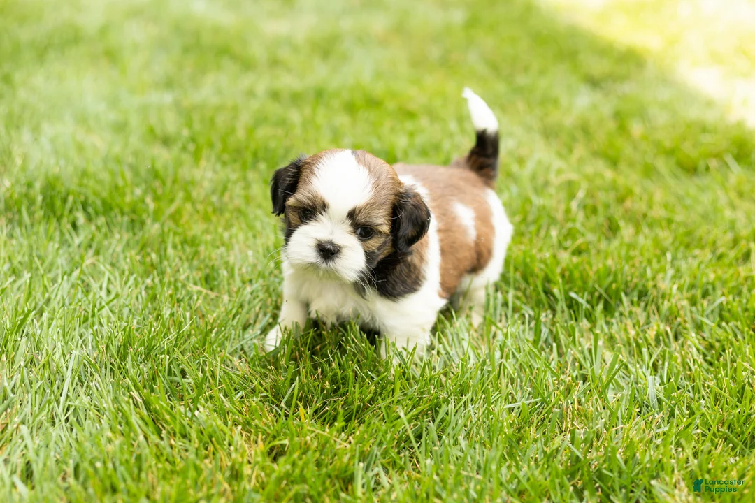 Shih Tzu dogs for sale: Gunner - Ad 1