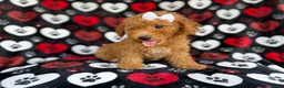 Mini Aussiedoodle dogs for sale: Olivia - Ad 2