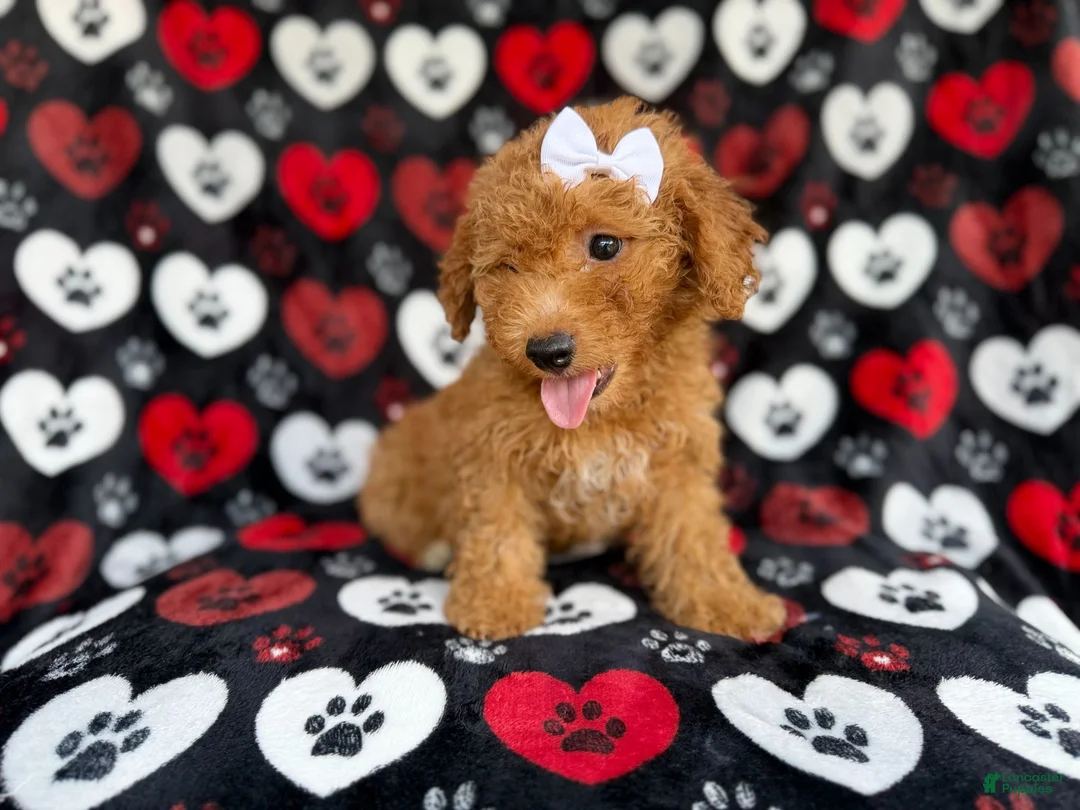 Mini Aussiedoodle dogs for sale: Olivia - Ad 2