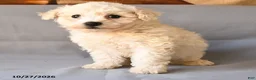 Bichon Frise dogs for sale: Raymond - Ad 4