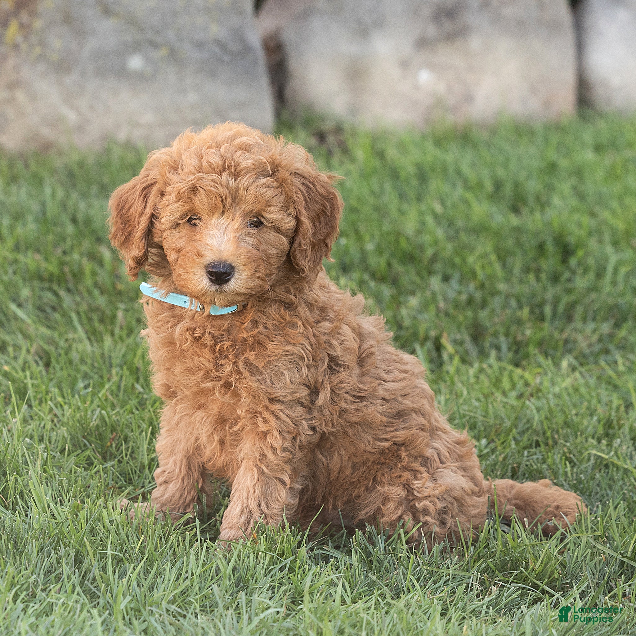 Mini Goldendoodle dogs Liam Miniature Goldendoodle  - Ad 1