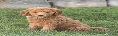 Liam Miniature Goldendoodle 