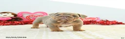 English Bulldog dogs for sale: Reese - Ad 5