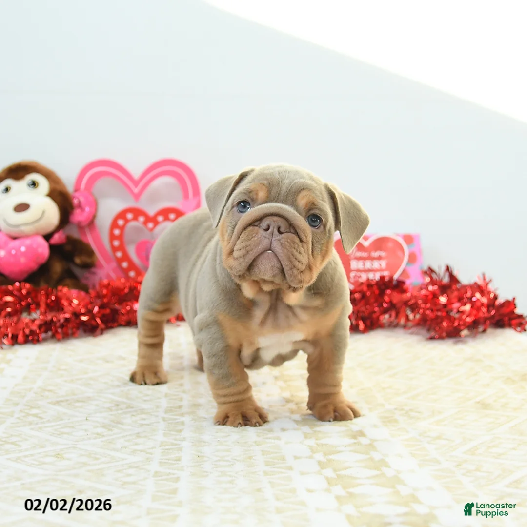 English Bulldog dogs for sale: Reese - Ad 5