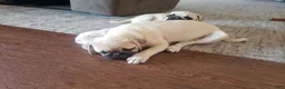 Pug dogs for sale: Clay - Ad 8