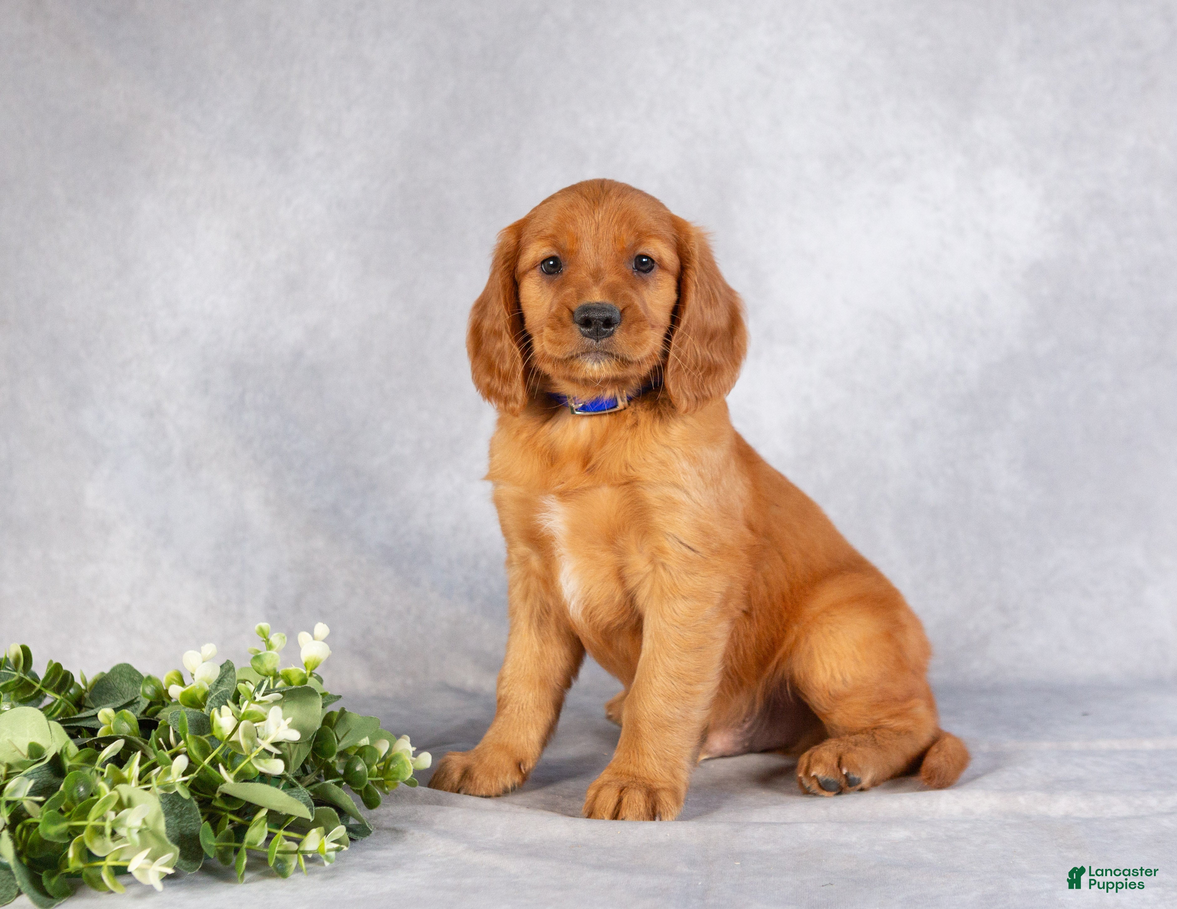 Miniature Golden Retriever dogs Dickie - Ad 7