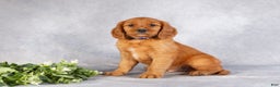 Miniature Golden Retriever dogs for sale: Dickie - Ad 1