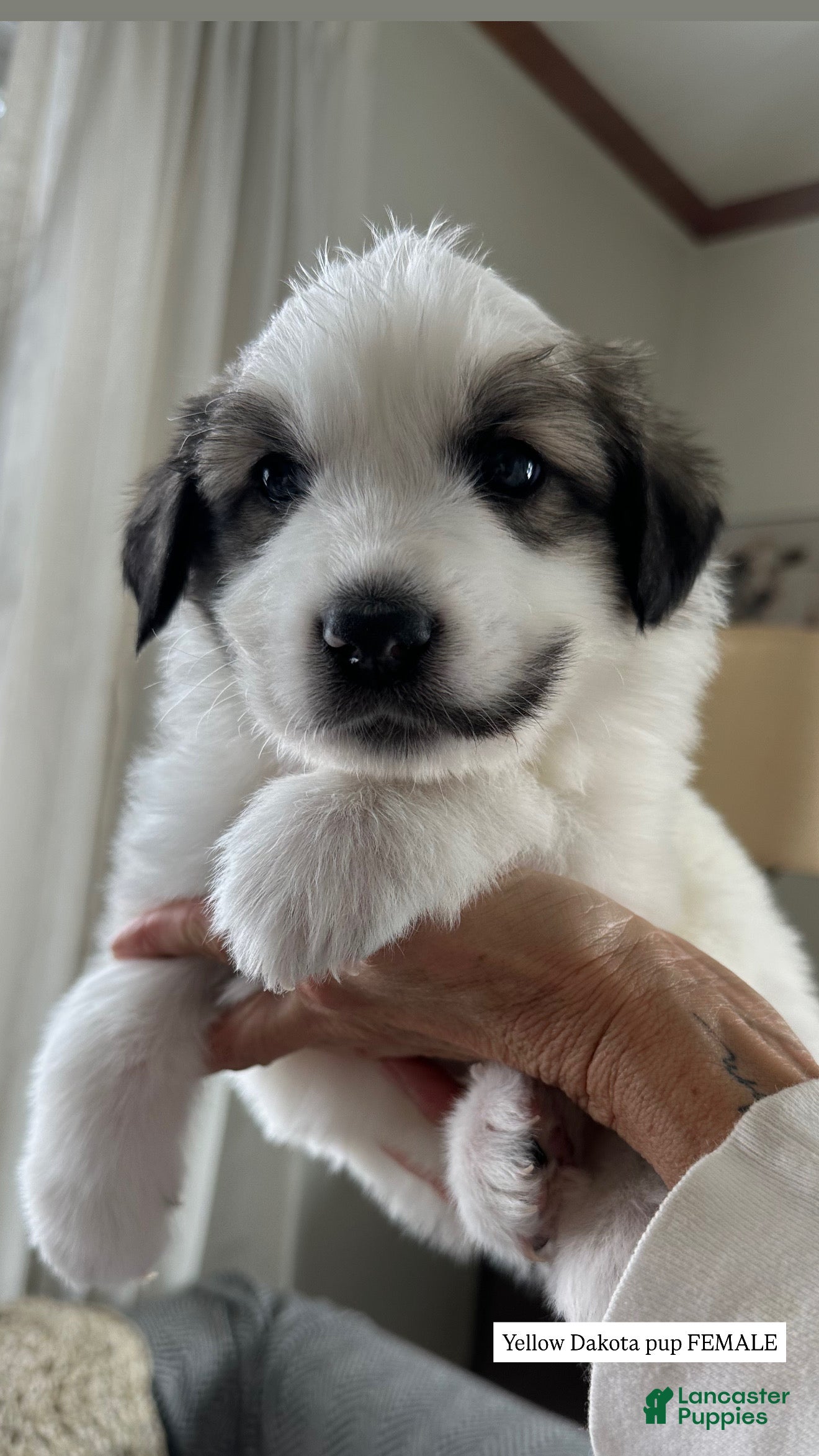 Great Pyrenees dogs Yellow - Ad 19