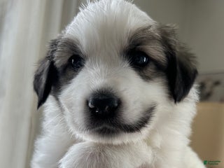 Great Pyrenees dogs Yellow - Ad 19