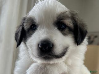 Great Pyrenees dogs Yellow - Ad 11