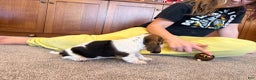 Basset Hound dogs for sale: Cindy - Ad 3
