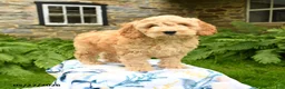 Cockapoo dogs for sale: Duke - Ad 5