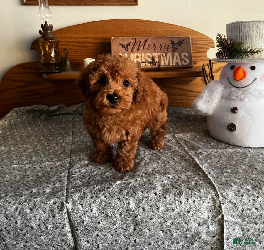 Toy Poodle dogs Jordan - Ad 21