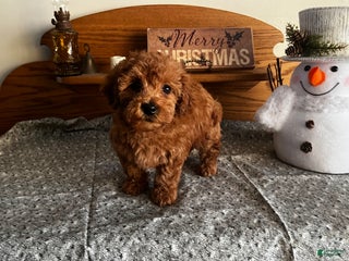 Toy Poodle dogs Jordan - Ad 12
