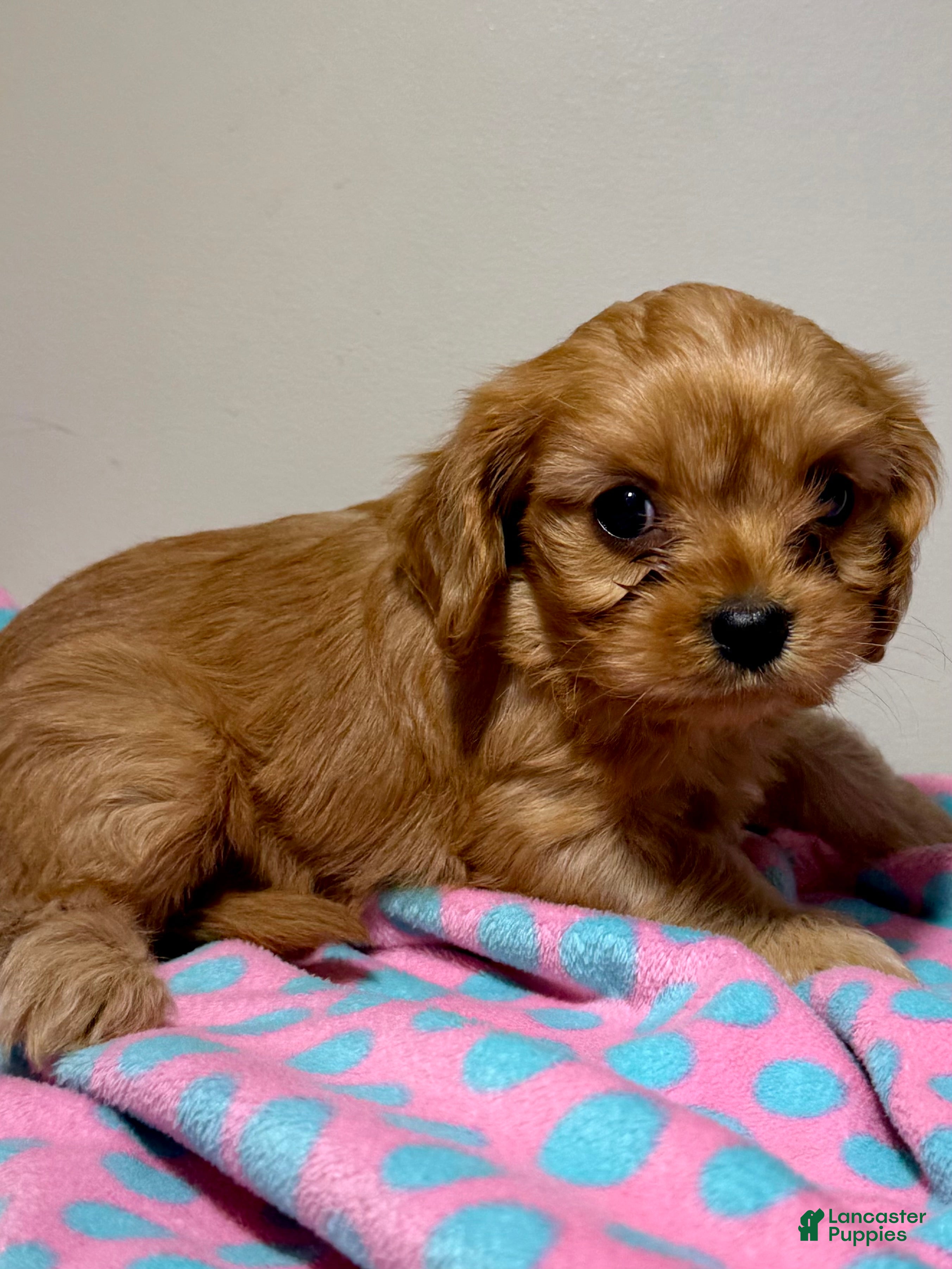 Cavapoo dogs Bubbles Cavapoo  - Ad 2