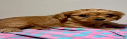 Cavapoo dogs for sale: Bubbles Cavapoo  - Ad 2