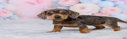 Miniature Dachshund dogs for sale: Beauty - Ad 5