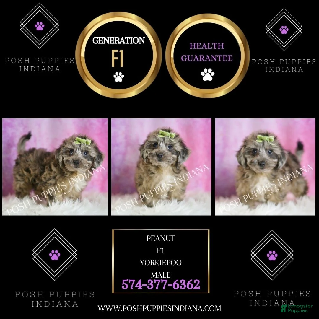 Yorkiepoo dogs for sale: Peanut - Ad 2