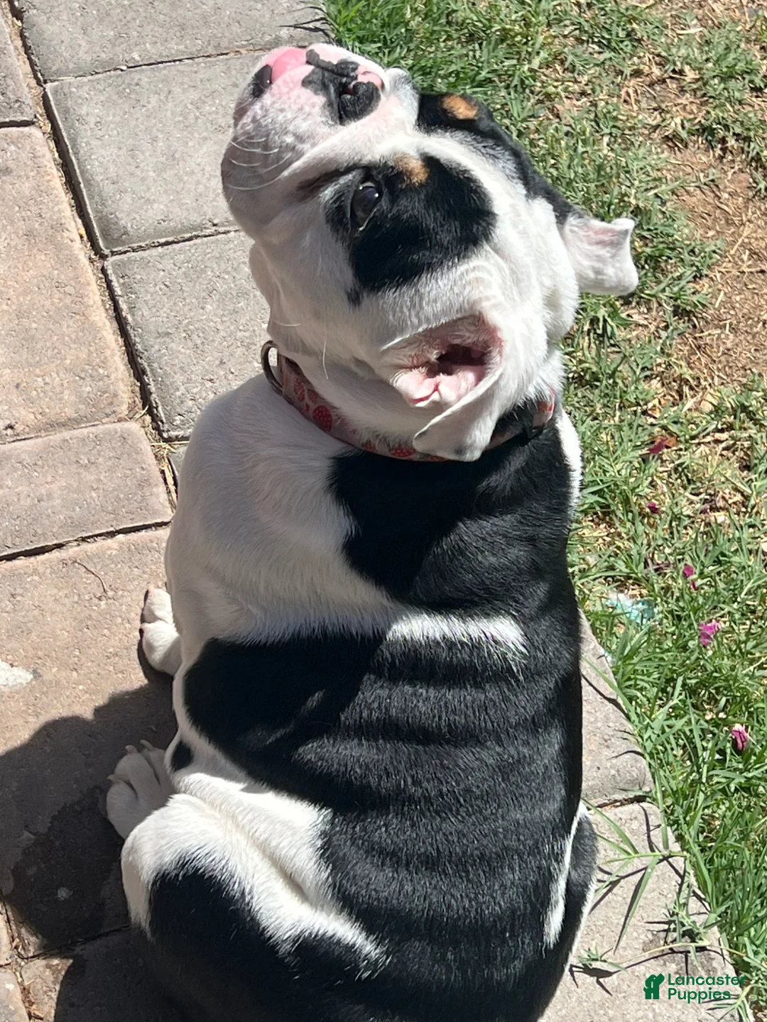 Mixed Breed dogs for sale: Mixed Breed Puppy 2 - Ad 2