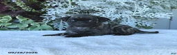 Pug dogs for sale: Gemma - Ad 3