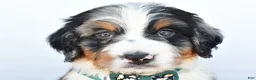 Mini Bernedoodle dogs for sale: Lucky - Ad 10