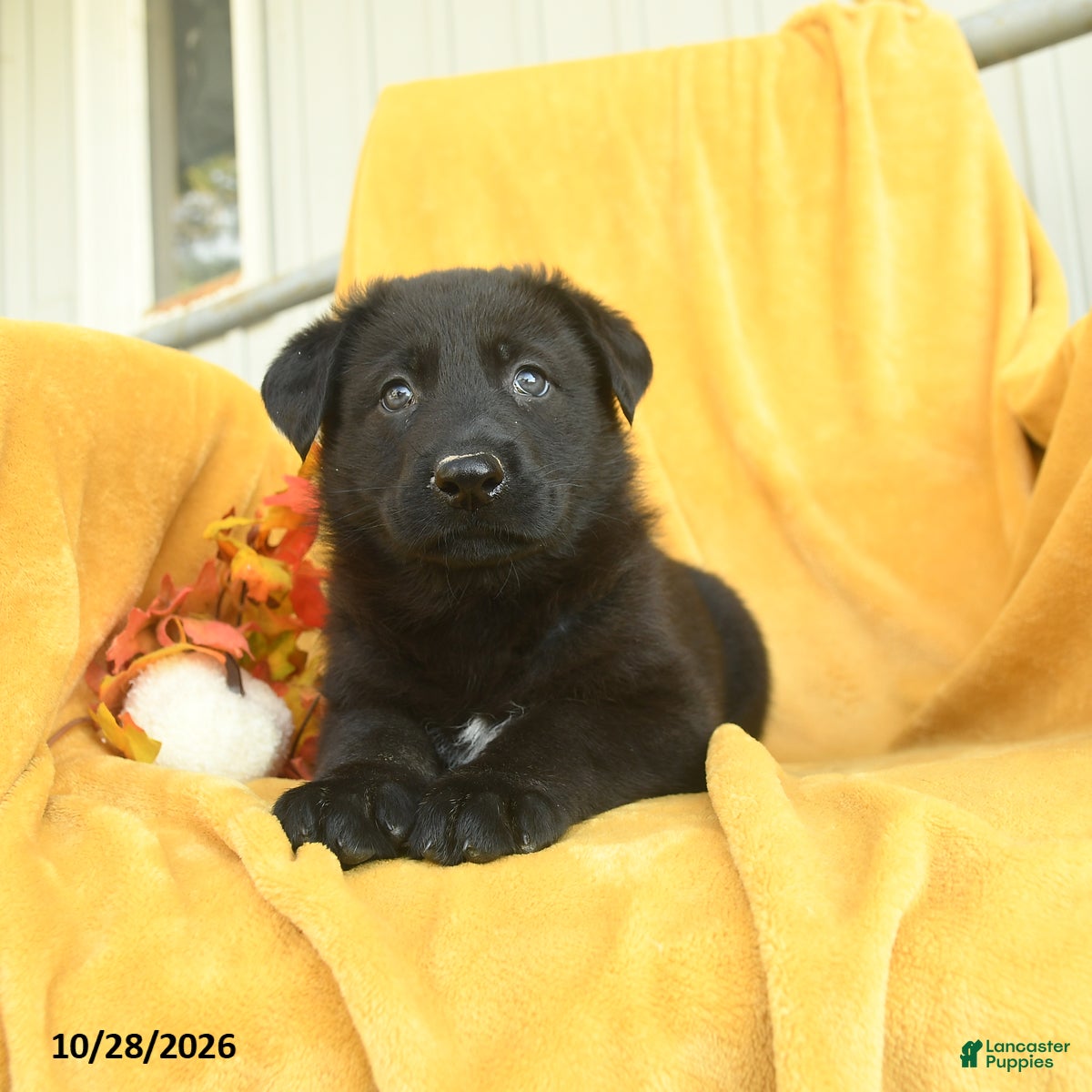 German Shepherd dogs for sale: Jonah  - Ad 1