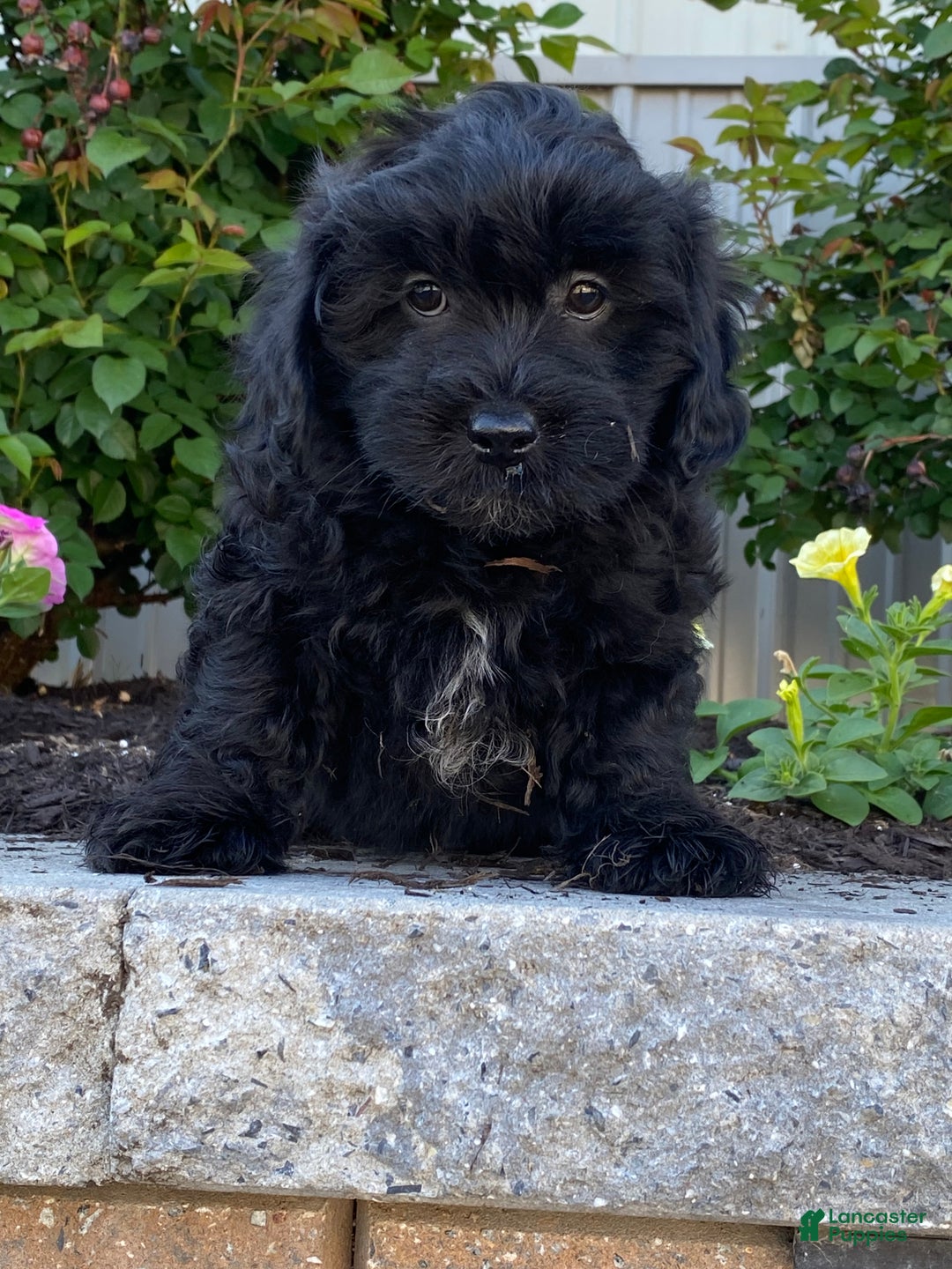 Lhasapoo dogs for sale: Jase - Ad 1