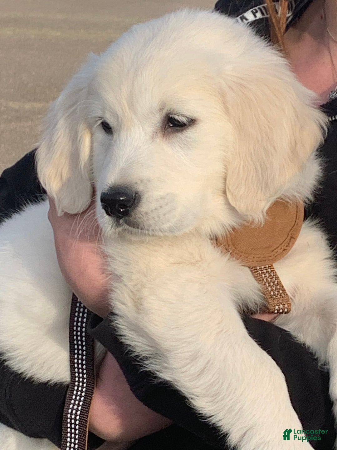 Golden Retriever dogs for sale: Pink collared female  - Ad 10