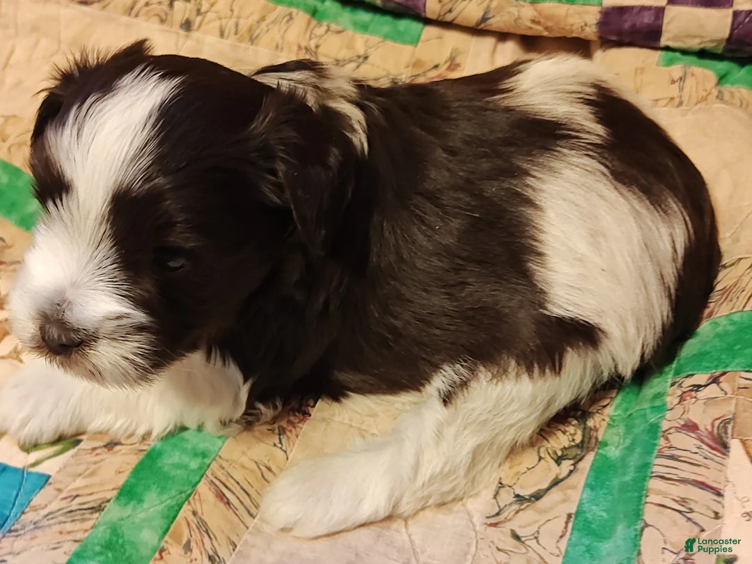 Miniature Schnauzer dogs for sale: Miniature Schnauzer Girl 2 - Ad 5