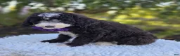 Sheepadoodle dogs for sale: Haley - Ad 6