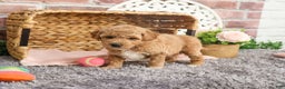 Mini Goldendoodle dogs for sale: Harper - Ad 1