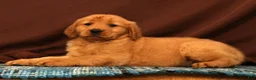 Golden Retriever dogs for sale: Ivory - Ad 4
