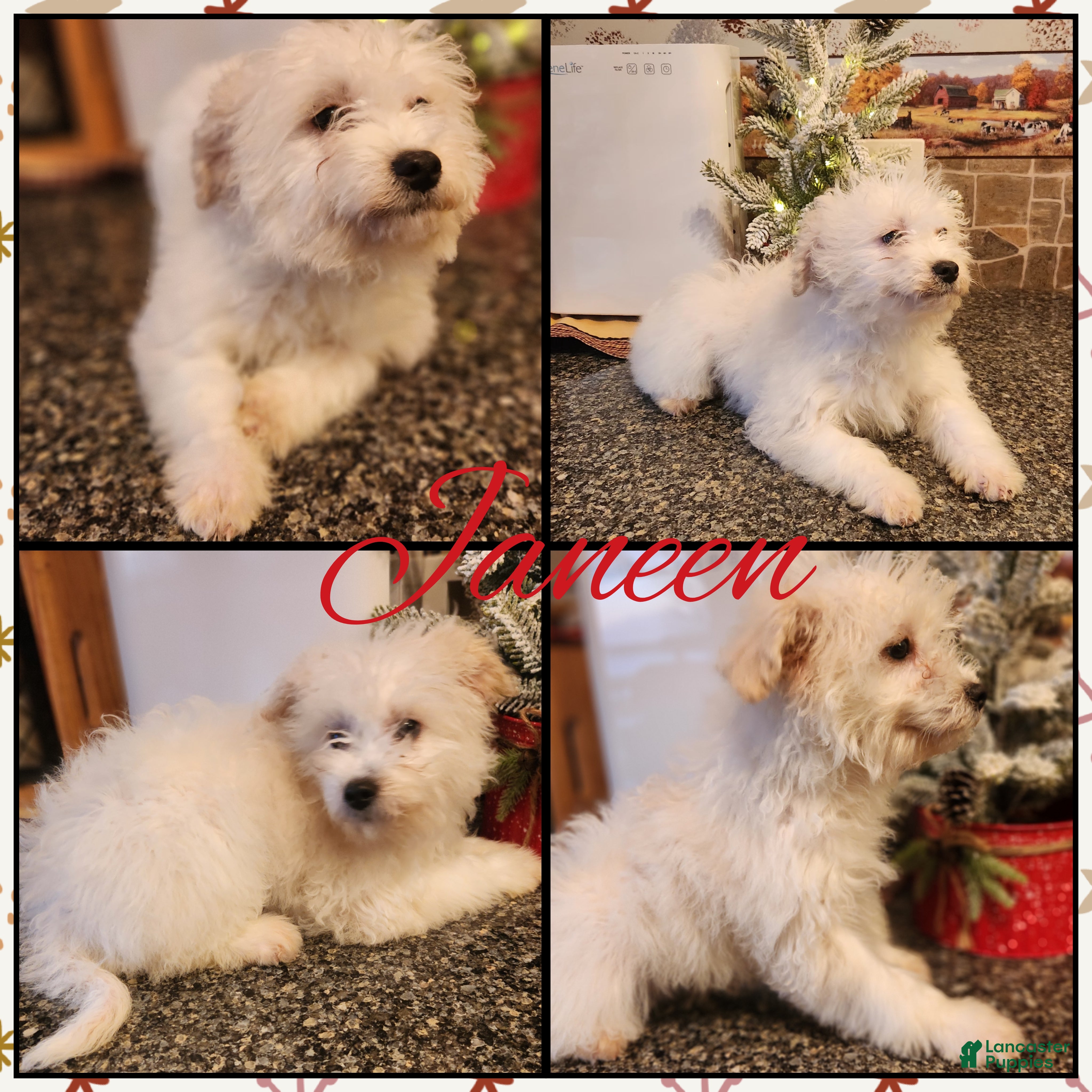 Chipoo dogs Janeen - Ad 1