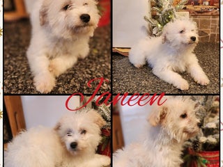 Chipoo dogs Janeen - Ad 3