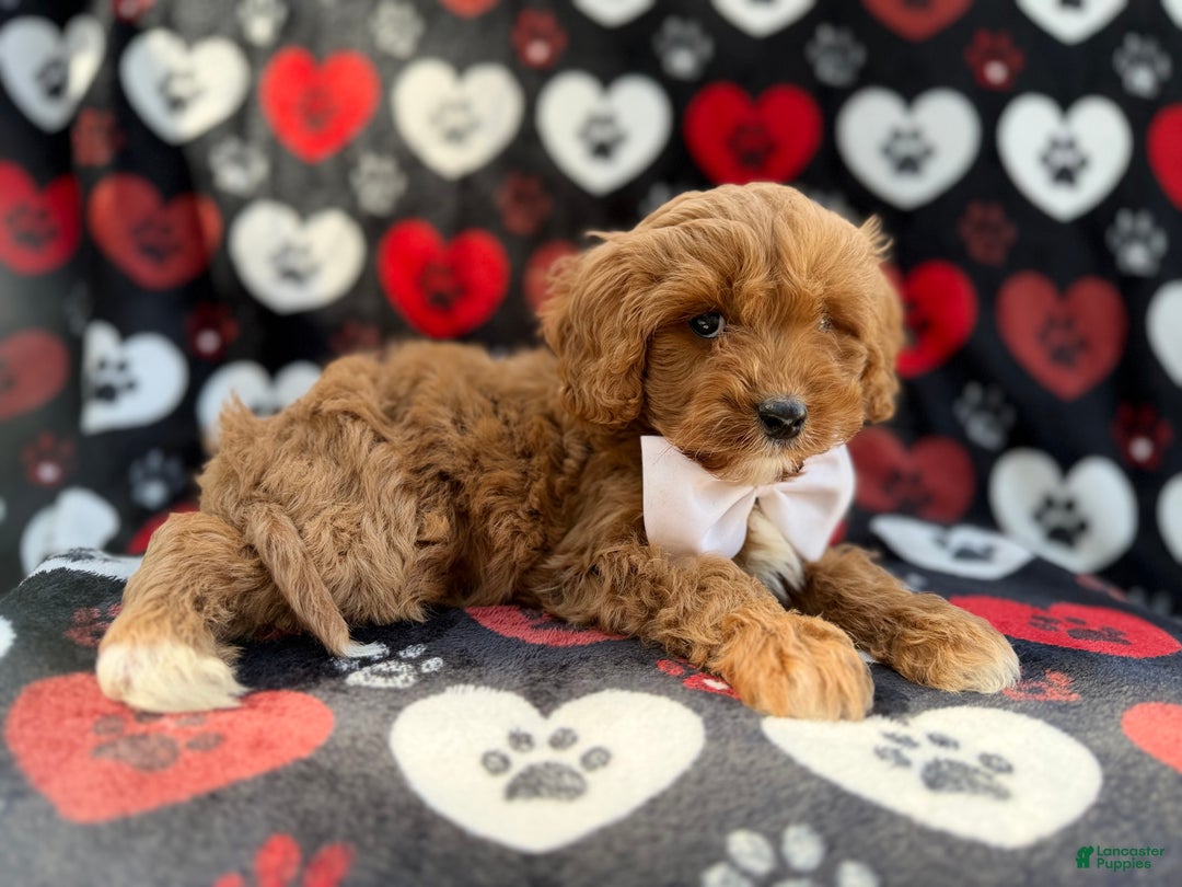 Cavapoo dogs for sale: Doc - Ad 4