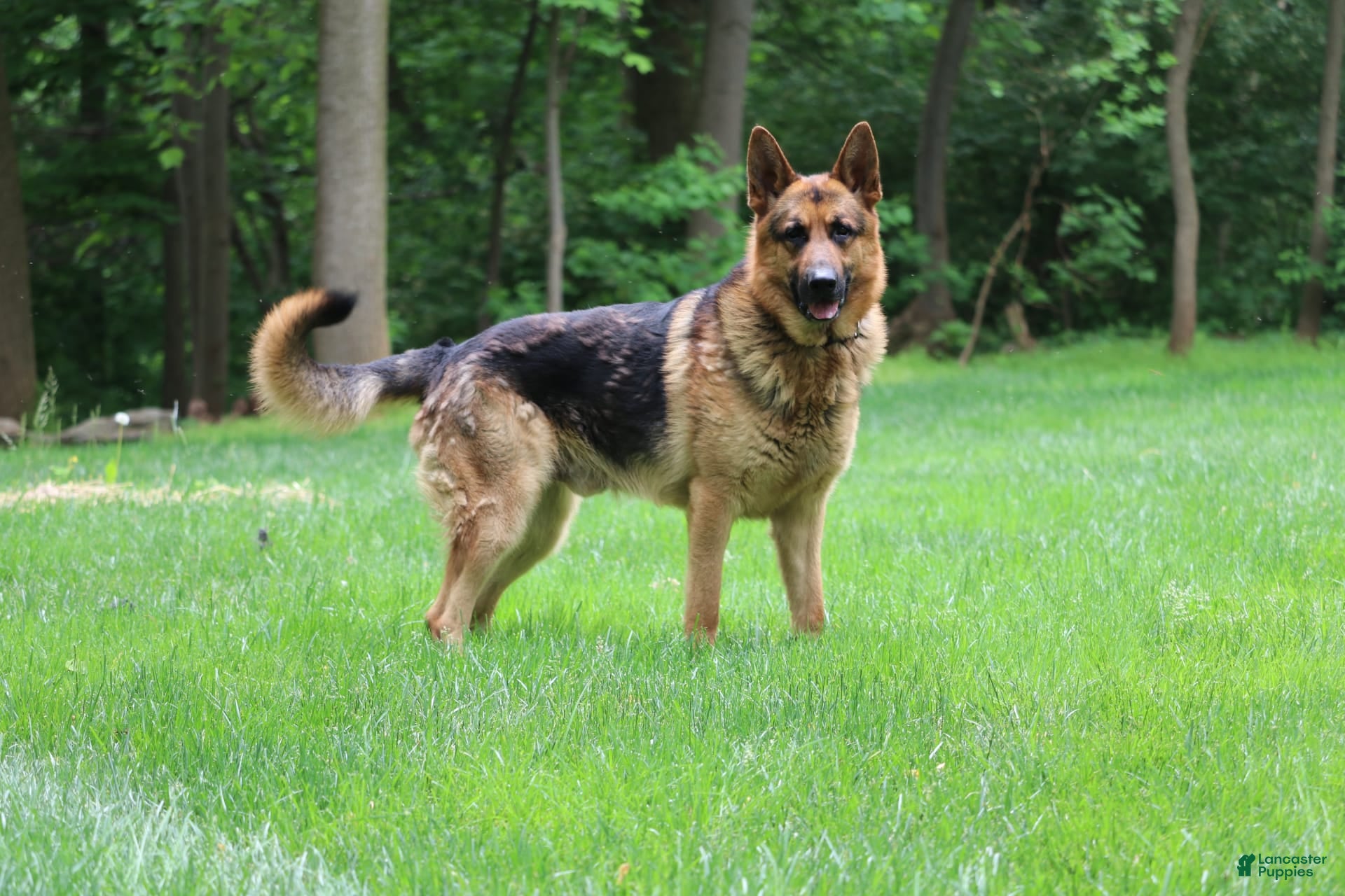 German Shepherd dogs German Shepherd 1 puppies - Ad 2