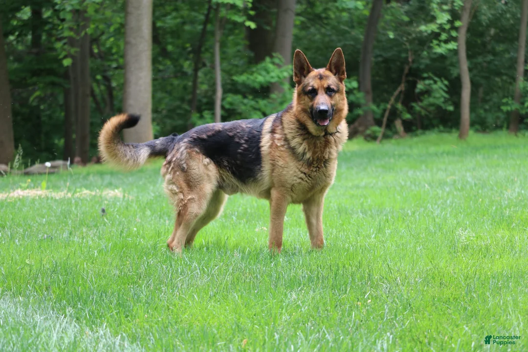 German Shepherd dogs for stud: German Shepherd 1 puppies - Ad 2