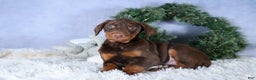 Doberman Pinscher dogs for sale: TYSON - Ad 4