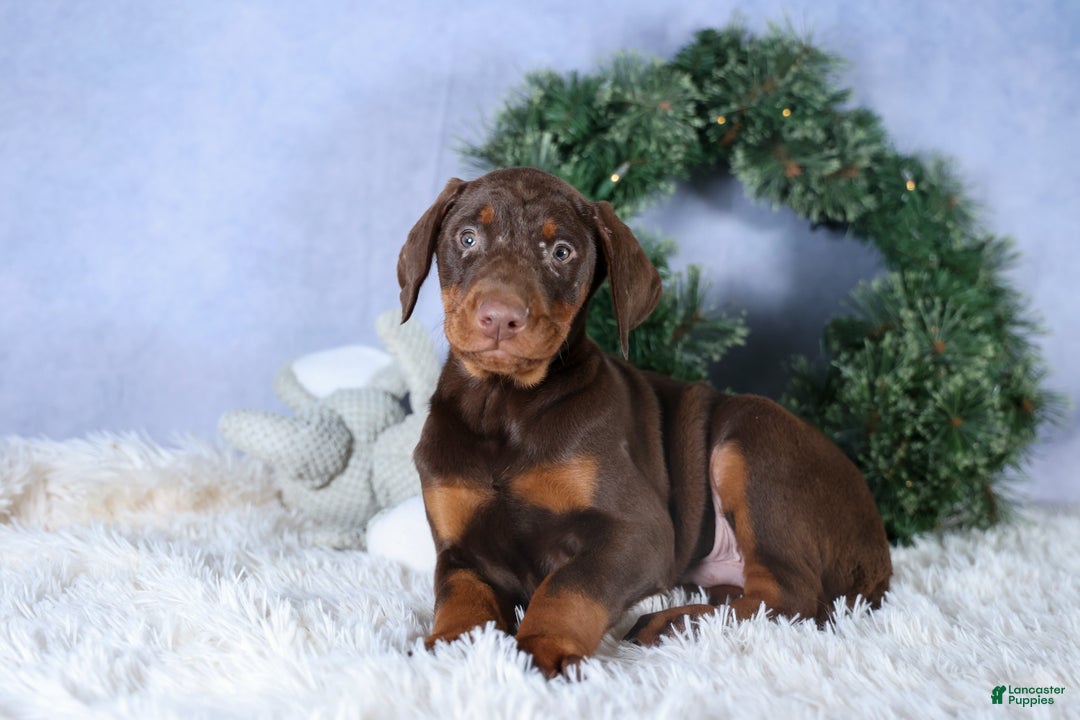 Doberman Pinscher dogs for sale: TYSON - Ad 4