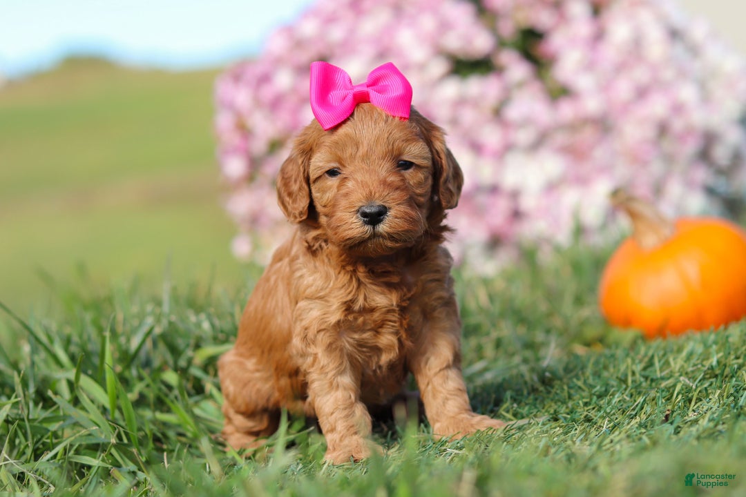 Cavapoo dogs for sale: Buttercup - Ad 4