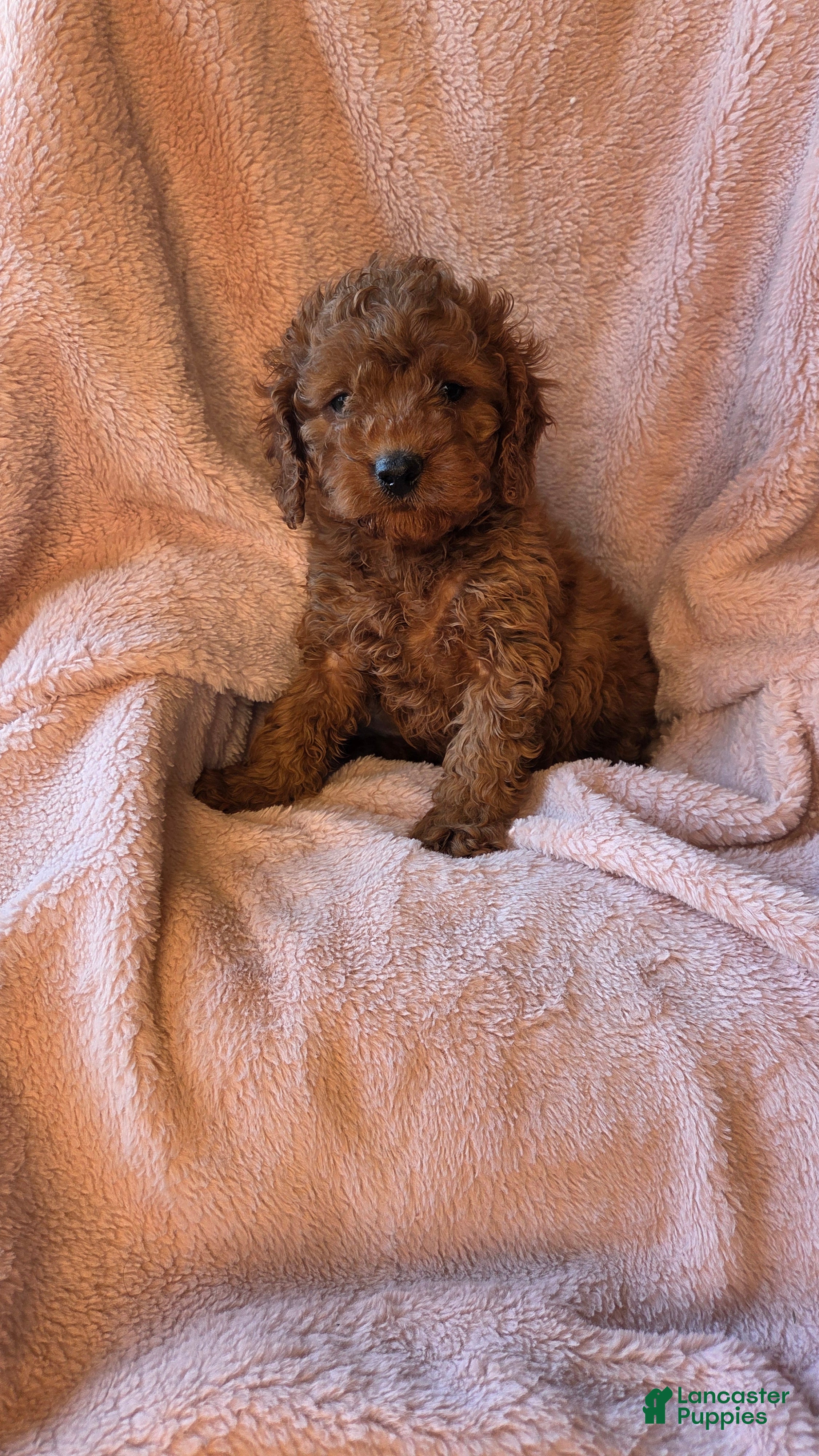 Cavapoo dogs River - Ad 15