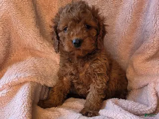Cavapoo dogs River - Ad 15